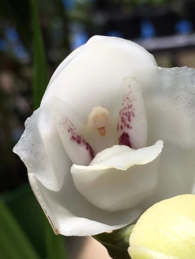 Orquídea Peristeria elata (Orquídea do Espírito Santo) – muda, Flor Branca Perfumada em Formato de Pomba | 1–2 anos para floração