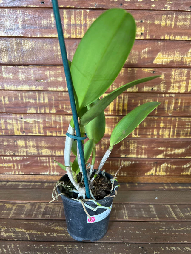 Orquídea Tatarow x Peny kuroda - Adulta e Apta a floração