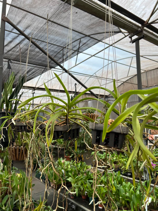Orquídea Vanda Denisoniana – Espécie Pré Adulta e Apta à Floração, Flor Perfumada de Noite