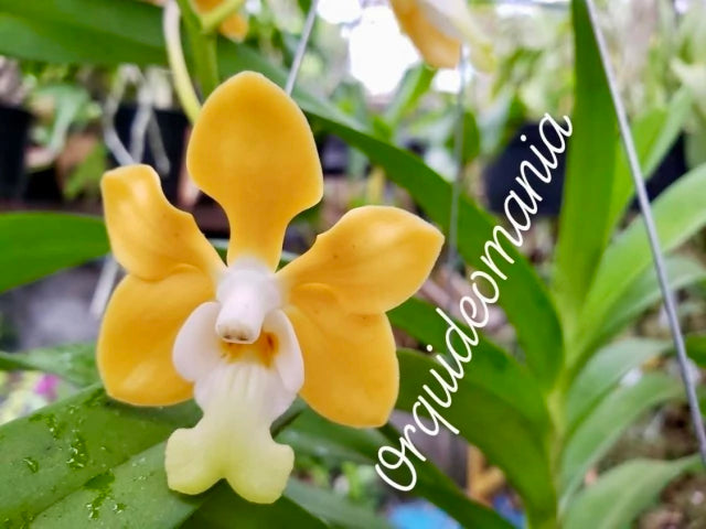 Orquídea Vanda Denisoniana – Espécie Pré Adulta e Apta à Floração, Flor Perfumada de Noite