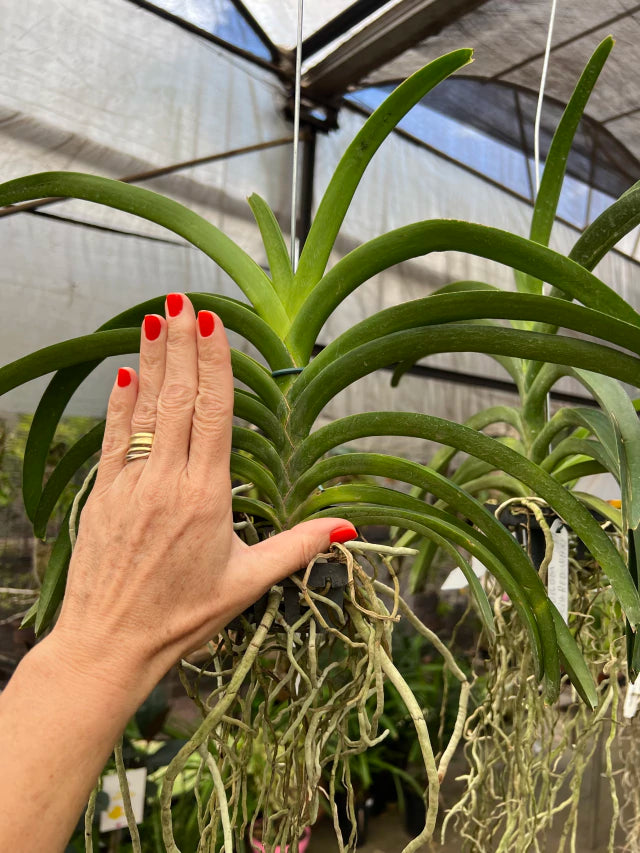 Orquídea Vanda Gordon Dillon × Kulwadee Fragrance Red Waxy – Adulta e Importada, Flor Vermelha “Waxy” Perfumada