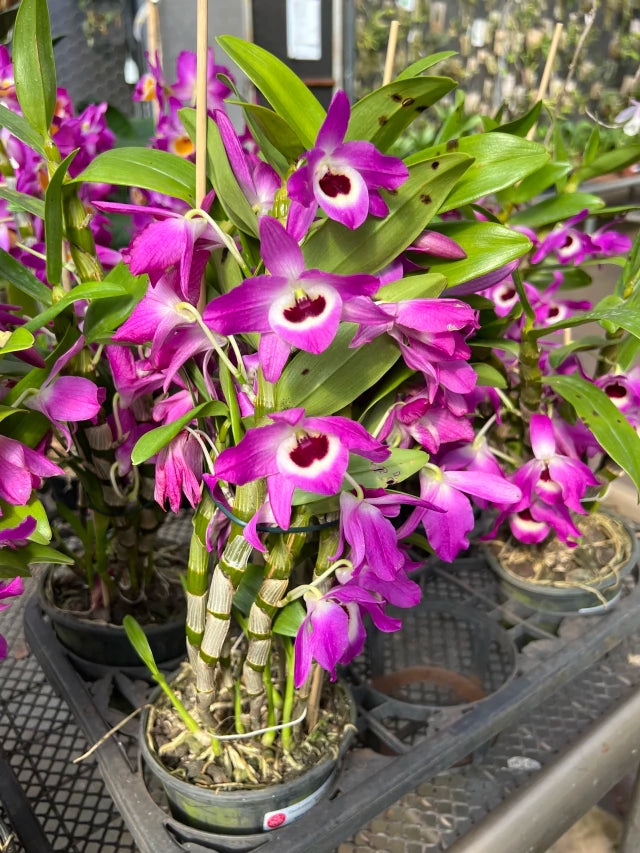 Orquídea de Dendrobium Nobile pink com roxo - Sem Flores e Adulto
