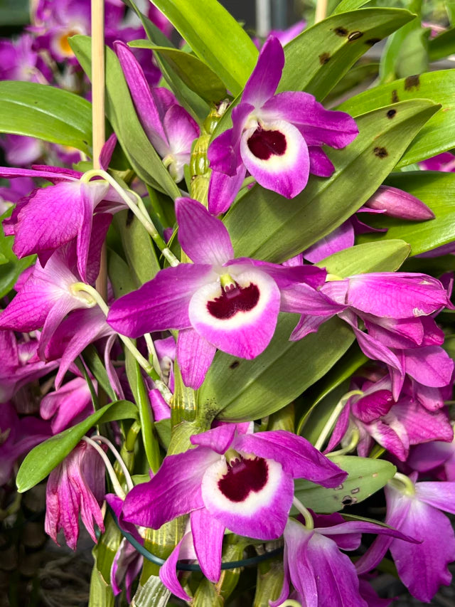 Orquídea de Dendrobium Nobile pink com roxo - Sem Flores e Adulto