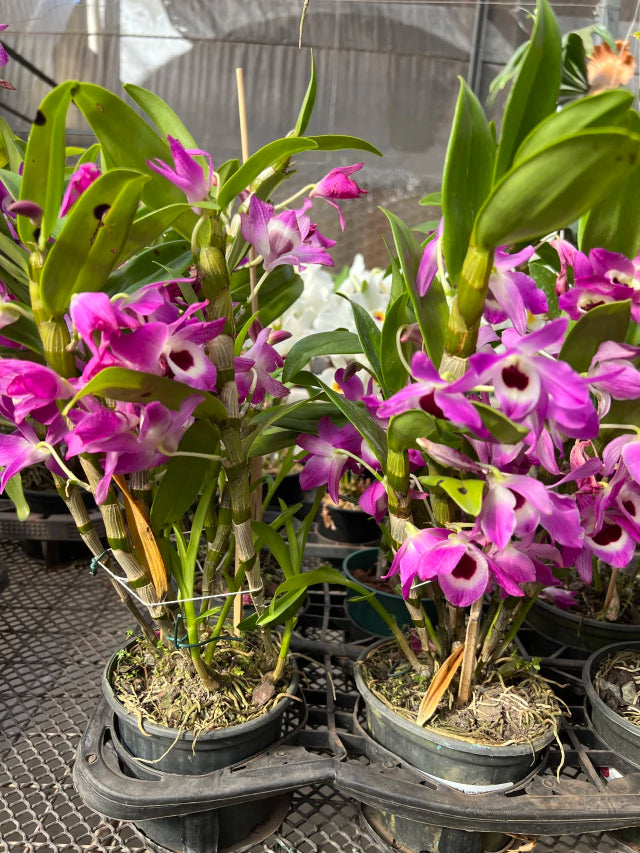 Orquídea de Dendrobium Nobile pink com roxo - Sem Flores e Adulto