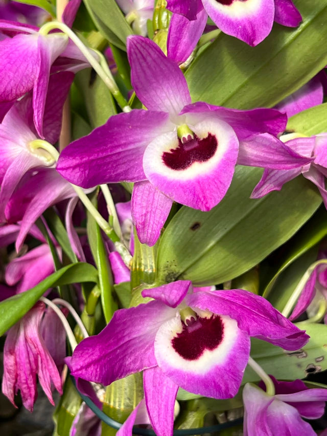 Orquídea de Dendrobium Nobile pink com roxo - Sem Flores e Adulto