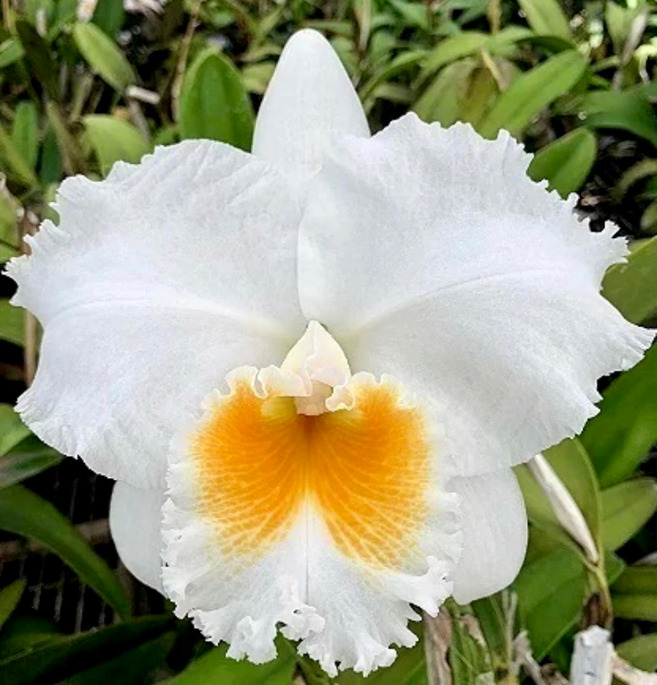 Orquídea Cattleya Burdekin Bride - com Espata com 05.05.26