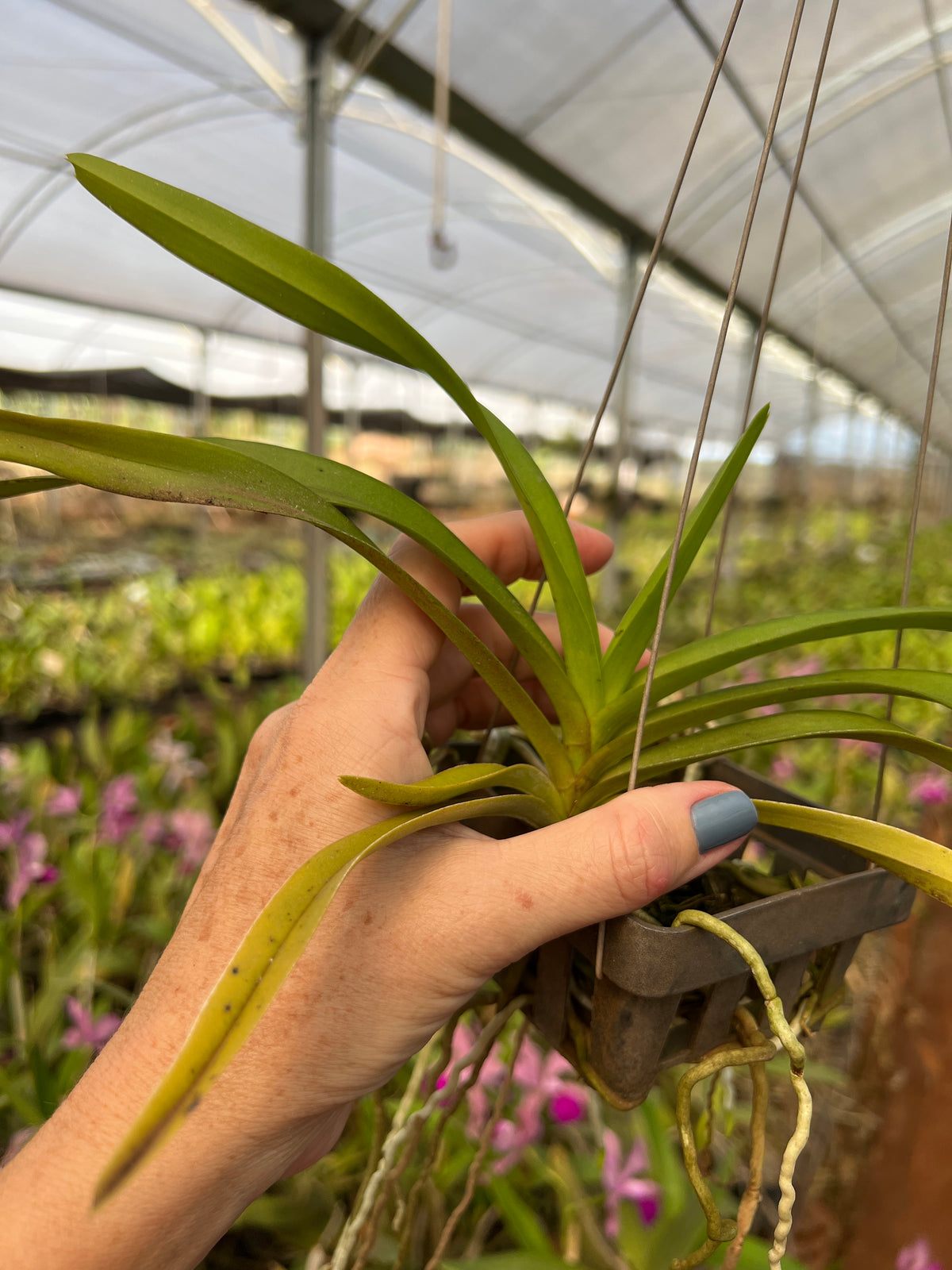 Orquídea Vanda Denisoniana – Espécie Pré Adulta e Apta à Floração, Flor Perfumada de Noite