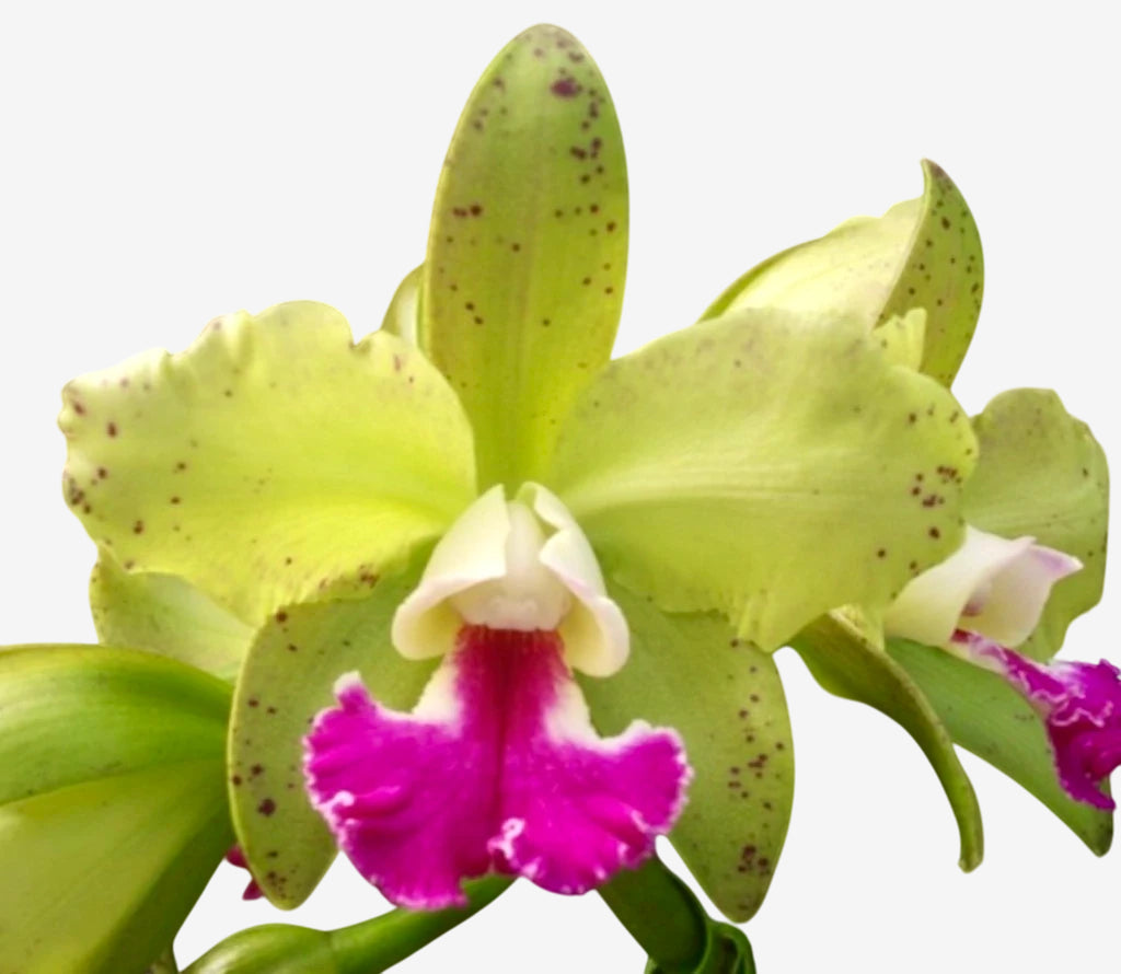 Flor Orquídea Blc. Tatarow – Adulta e Com Espata Floral | Ms109