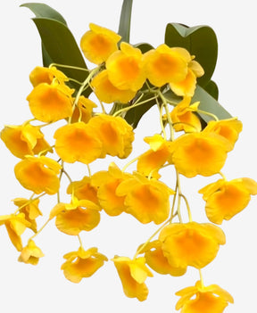 Orquídea Dendrobium Agregatum - Adulta e Apta à Floração