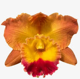 Orquídea Blc Exotic Dream – Flor Rara e Deslumbrante, Adulta e Apta à Floração