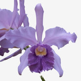 Flor Orquídea Cattleya Canhamiana – Adulta e Apta à Floração
