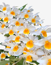 Orquídea Dendrobium Thyrsiflorum x Farmeri - Adulta e Aptas à Floração - (1055)