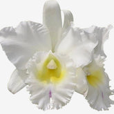 Flor Orquídea Blc Pastoral Inocence Adulta no Vaso 17 – Apta à Floração