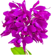 Orquídea Cattleya Bactia – Adulta e Apta à Floração, Flor em Cacho e Perfumada