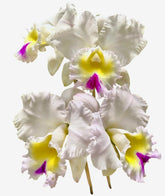 Orquídea Lc. Mildred Rives × Lc. Drumbeat × C. Virgínia Ruiz × Bc. Pastoral – Adulta e Apta à Floração (416), Flor Grande e Perfumada