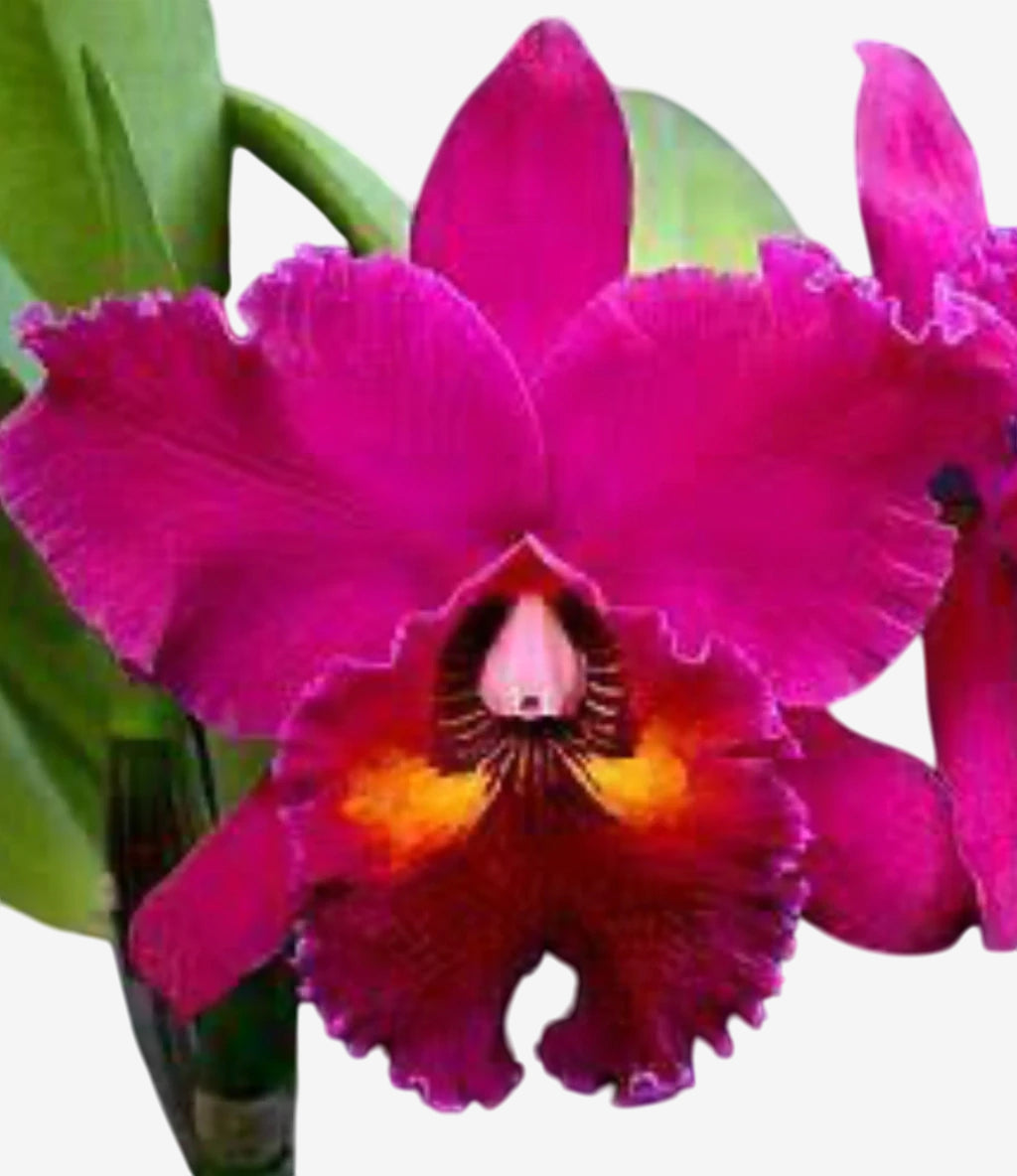 Orquídea Blc. Edisto 'New Berry' – Adulta e Apta à Floração