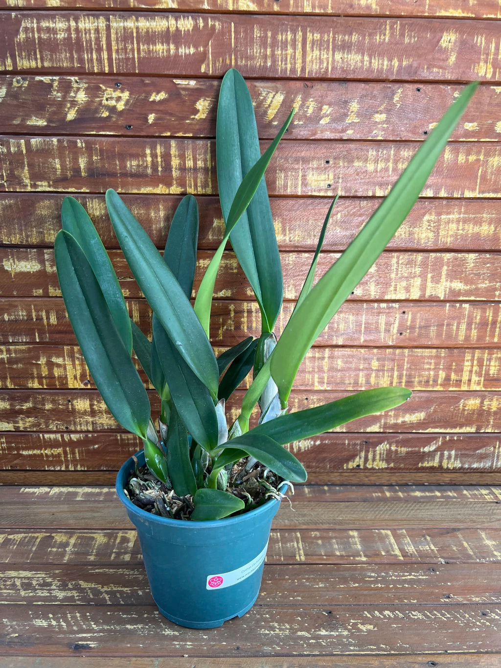 Flor Orquídea Cattleya Canhamiana – Adulta e Apta à Floração