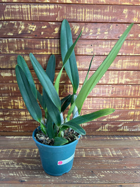 Flor Orquídea Cattleya Canhamiana – Adulta e Apta à Floração