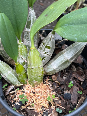 Orquídea Dendrobium Agregatum - Adulta e Apta à Floração