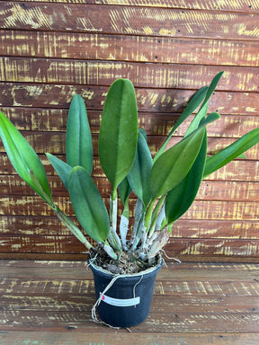 Flor Orquídea Blc Pastoral Inocence Adulta no Vaso 17 – Apta à Floração