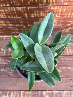 Orquídea Guarianthe bowringiana albescens – Flor Clara e Delicada, Adulta e Apta à Floração