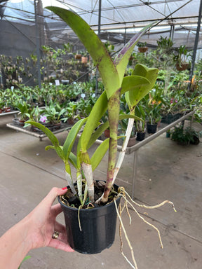Flor Orquídea Blc. Tatarow – Adulta e Com Espata Floral | Ms109