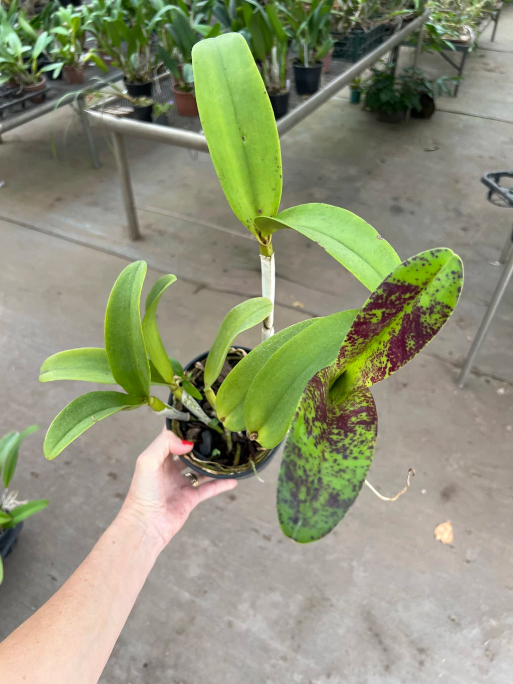 Flor Orquídea Blc. Tatarow – Adulta e Com Espata Floral | Ms109