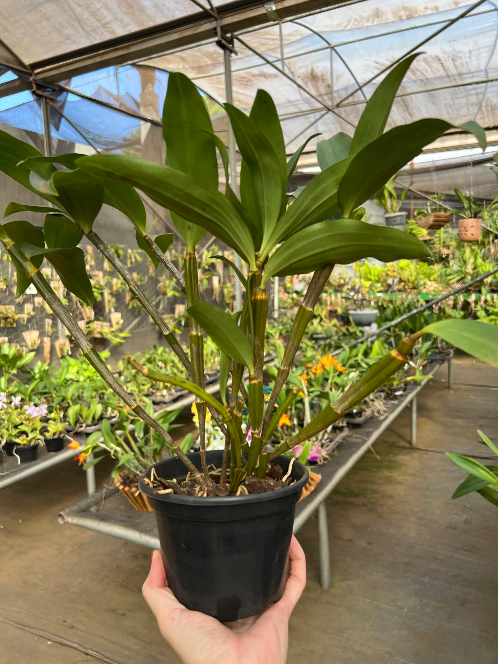Dendrobium Densiflorum - Orquídea Adulta e Apta à Floração (1091)