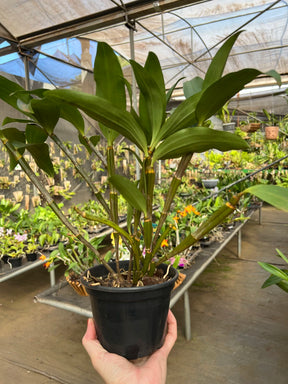 Dendrobium Densiflorum - Orquídea Adulta e Apta à Floração (1091)