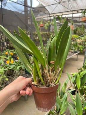 Orquídea Bc. Maikai Mayumi - Adulta, Apta a floração
