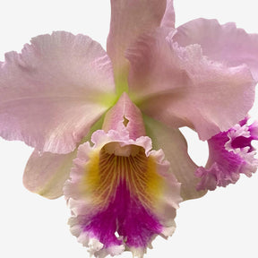 Orquídea Blc. George King ‘Serendipity’ – Flor Imponente, Adulta e Apta à Floração