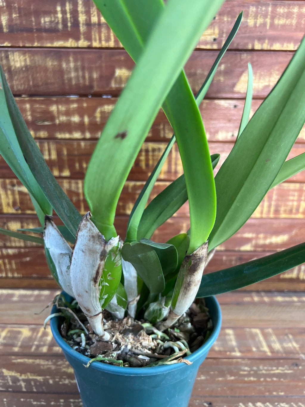 Flor Orquídea Cattleya Canhamiana – Adulta e Apta à Floração