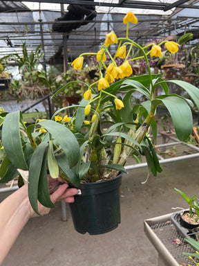 Orquídea Dendrobium chrysotoxum – final de florada em 11.2025, Cachos Dourados e Perfume Doce