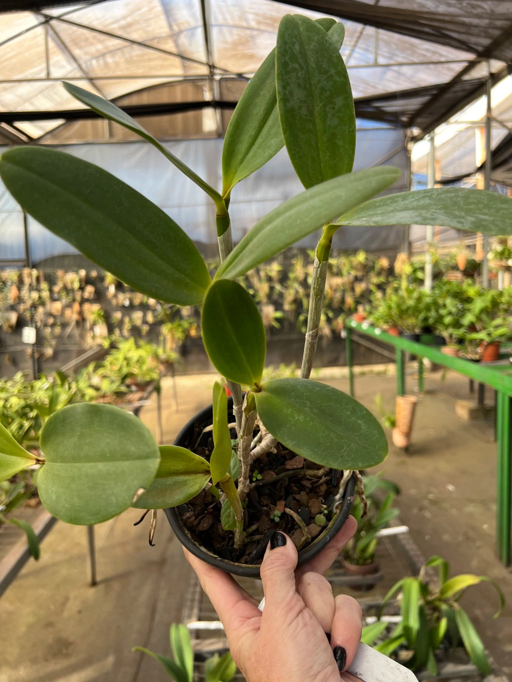Orquídea Cattleya Penny Kuroda "Spots" x Cruzeiro do Sul MS257 (vaso11) - Planta Adulta Apta à Floração no Vaso