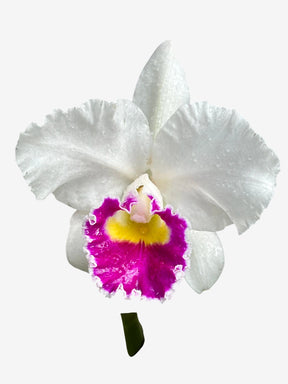 Orquídea Lc. Melody Fair "Mishima" - Adulta e Pronta para Replantio