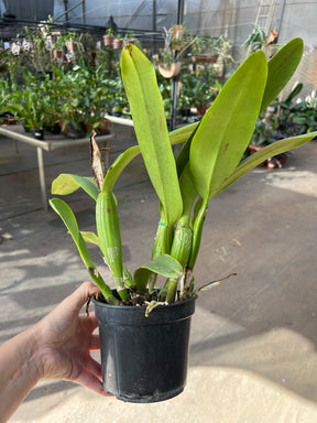 Orquídea Lc Mildred Rives X Lc Ecstasy x Blc Empress of Mercury - Adulta e Apta a flor (273)