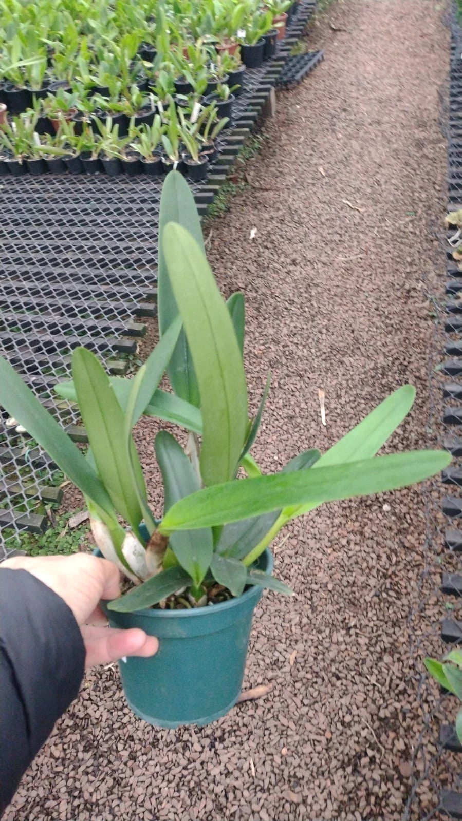 Flor Orquídea Cattleya Canhamiana – Adulta e Apta à Floração