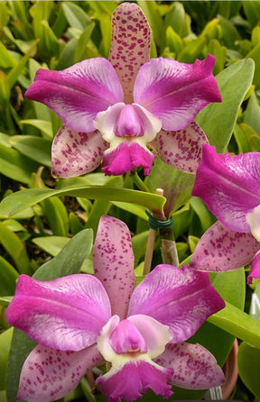 Orquídea Cattleya Penny Kuroda "Spots" x Cruzeiro do Sul MS257 (vaso11) - Planta Adulta Apta à Floração no Vaso