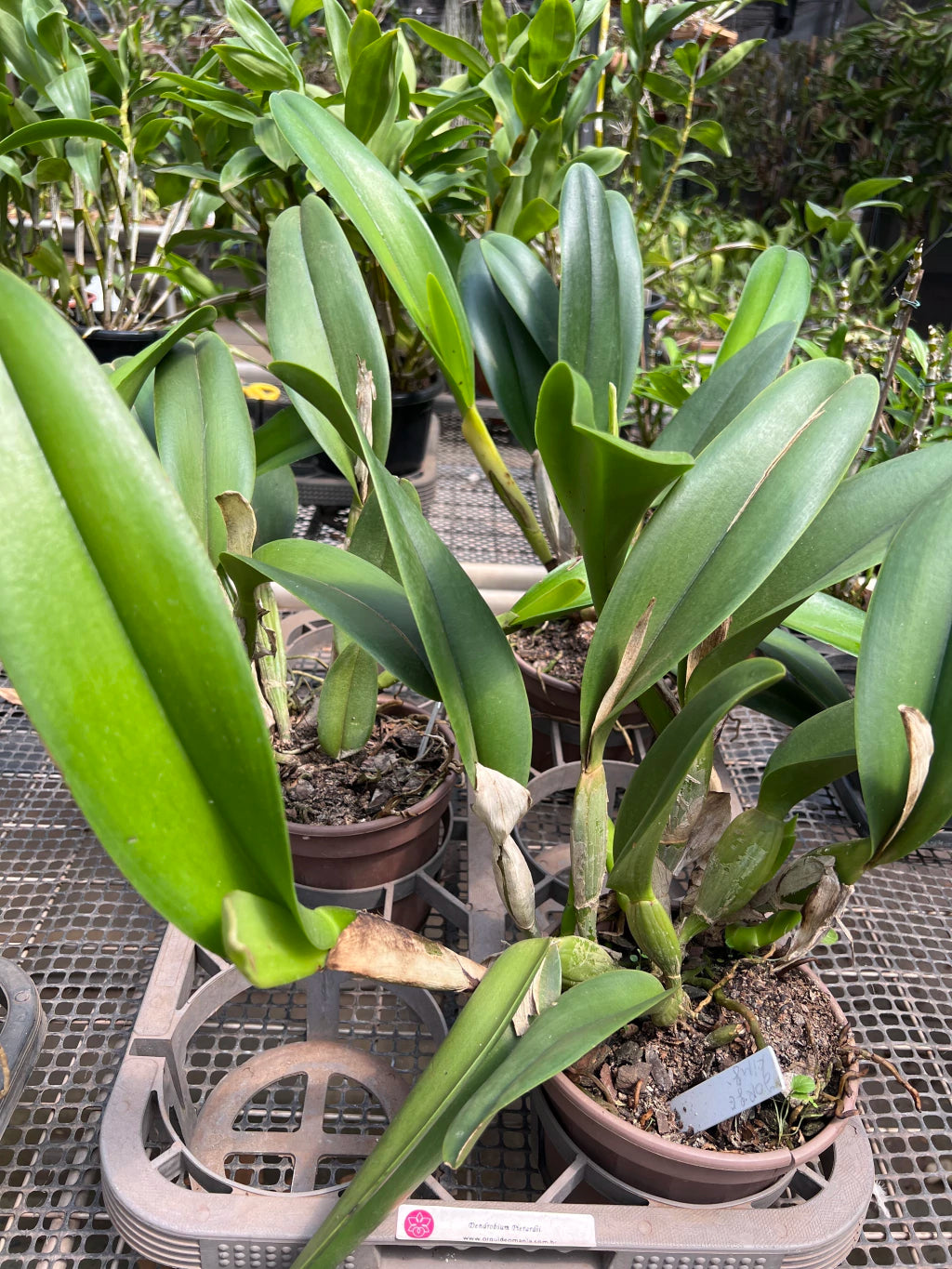Orquídea Blc. George King ‘Serendipity’ – Flor Imponente, Adulta e Apta à Floração