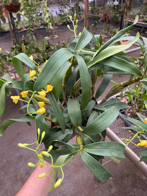 Orquídea Dendrobium chrysotoxum – final de florada em 11.2025, Cachos Dourados e Perfume Doce