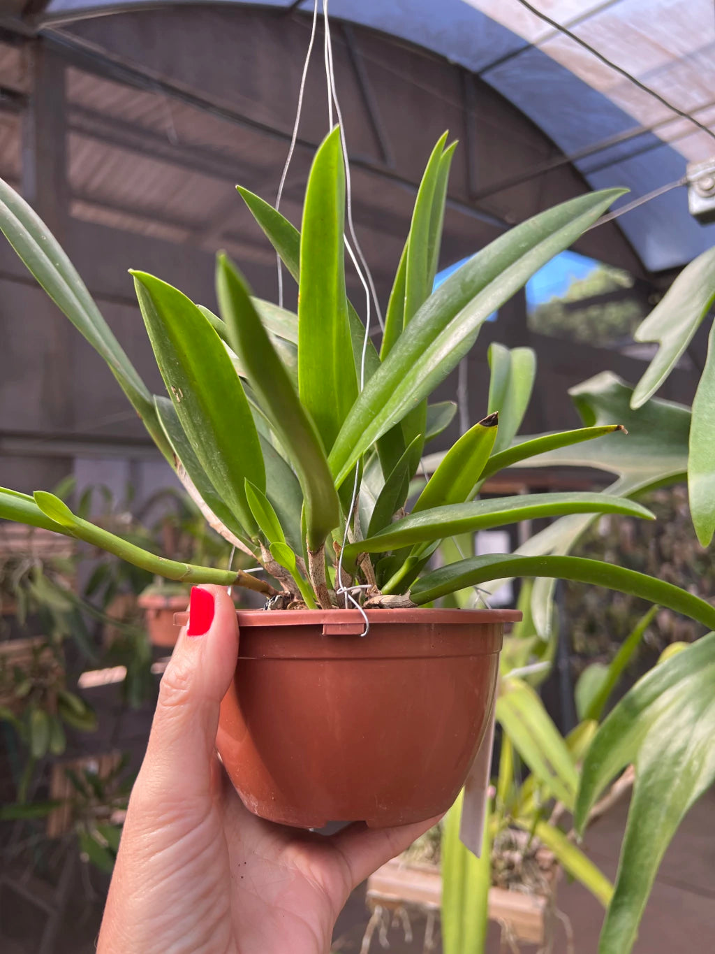 Orquídea Bc. Maikai Mayumi - Adulta, Apta a floração