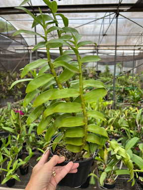 Orquídea Dendrobium Anosmum tipo (02) – Adulta, Apta à Floração, Enviada Plantada no Vaso