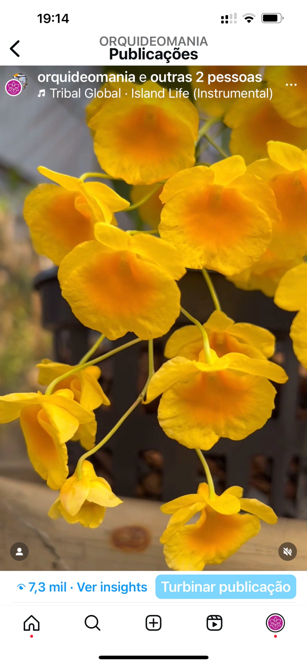 Orquídea Dendrobium Agregatum - Adulta e Apta à Floração