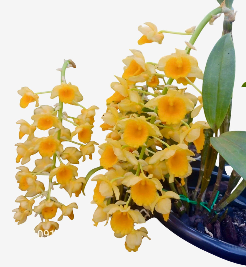 Dendrobium Densiflorum - Orquídea Adulta e Apta à Floração (1091)