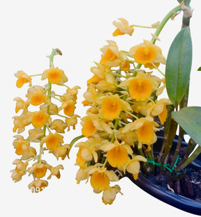 Dendrobium Densiflorum - Orquídea Adulta e Apta à Floração (1091)