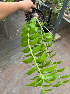 Orquídea Dendrobium Anosmum tipo (02) – Adulta, Apta à Floração, Enviada Plantada no Vaso