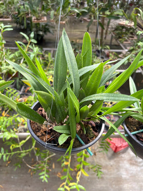 Orquídea Bc. Maikai Mayumi - Adulta, Apta a floração