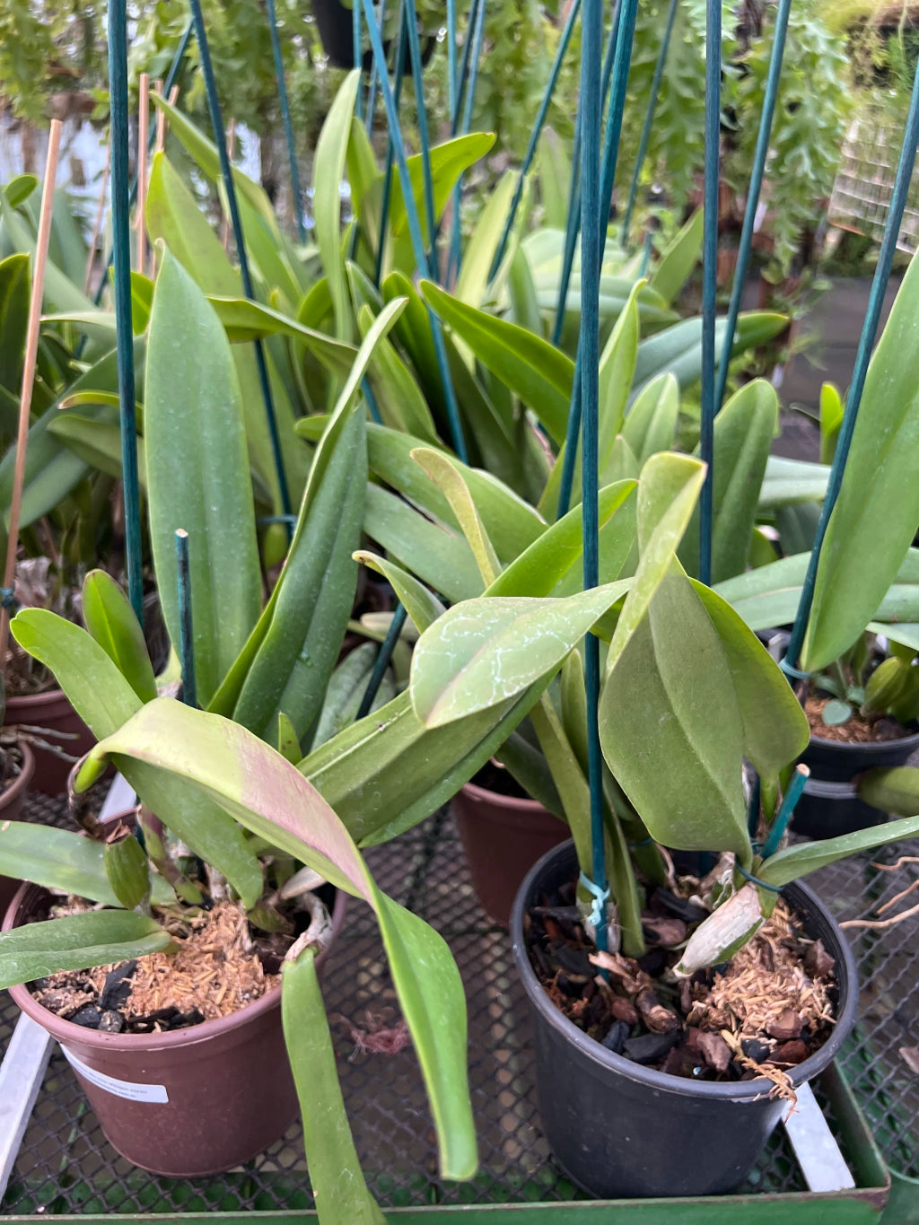 Orquídea Blc Rose Whisper Suysei - Adulta, porte G e Aptas à Floração | Enviada Plantada no Vaso