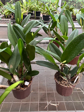 Orquídea Blc. George King ‘Serendipity’ – Flor Imponente, Adulta e Apta à Floração