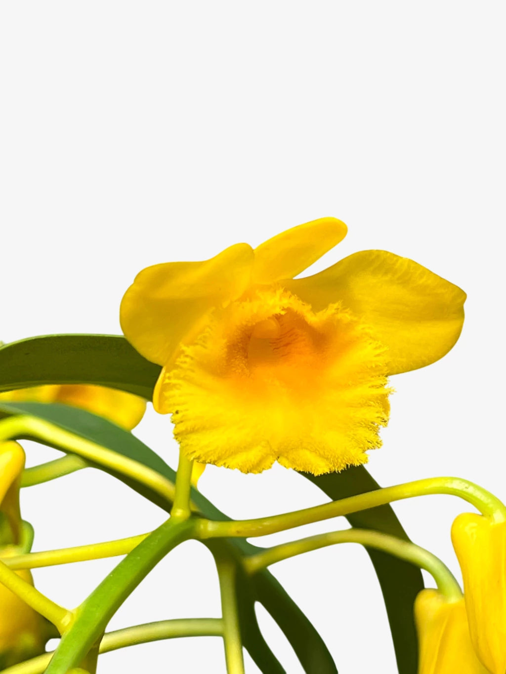 Orquídea Dendrobium chrysotoxum – final de florada em 11.2025, Cachos Dourados e Perfume Doce
